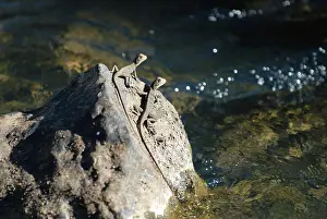 Physignathus: Water Dragons