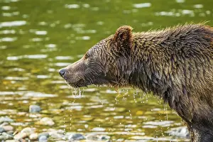 Furs: Water dripping from the wet fur of a grizzly bear (Ursus arctos) that has just emerged from a river