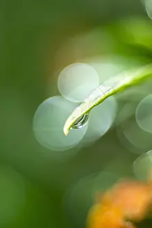 Drop: Water drop on leaf - Norfolk UK