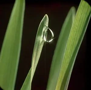 Starburst: Water droplet on a barley leaf
