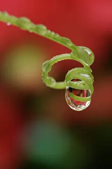 Bryony: Water droplet - On bryony tendrill