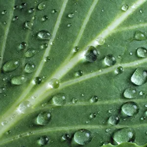 Waxy: Water droplets on a cabbage leaf
