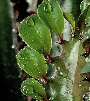 Euphorbia: Water droplets on Euphorbia