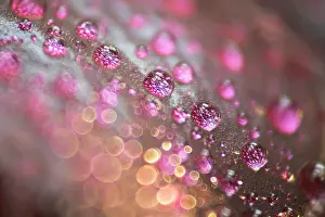 Drops: Water drops on Aeonium leaf - Norfolk UK