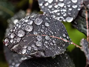Smoke: Water Drops - on leaves of Smoke Tree, Hessen, Germany
