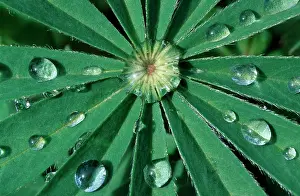 Lupins: WATER DROPS - on lupin leaf