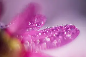 Drops: Water drops on pink petals - Norfolk UK