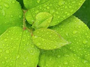 Jamie: Water drops on Salal leaves