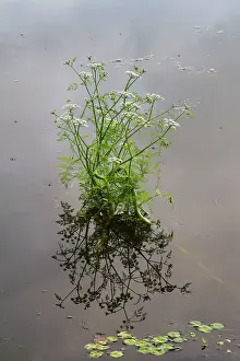 Dropwort: Water Dropwort