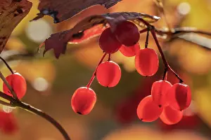 190422: water elder - red berries of a bush of water elder in autumn