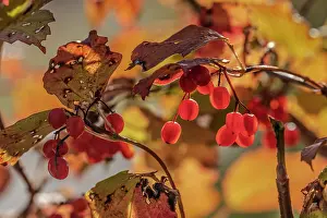 190422: water elder - red berries of a bush of water elder in autumn