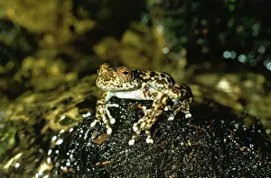 Torrent: Water Fall / Torrent Frog
