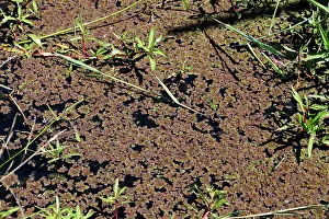 Zamiba: Water Fern