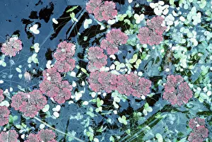 Duckweed: WATER FERN / AZOLLA (frozen) and Duckweed frozen on pond