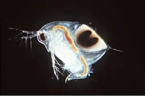 Cycles: WATER FLEA / DAPHNIA -with resting egg