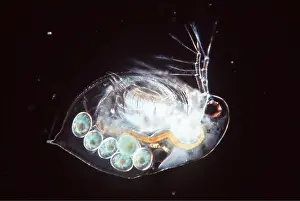Cycles: WATER FLEA - With eggs in broad pouch