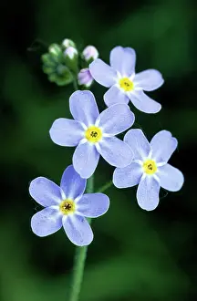 Myosotis: Water Forget-me-not