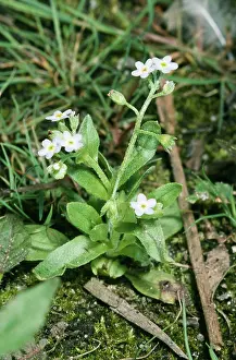 Myosotis: WATER FORGET-ME-NOT