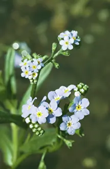 Myosotis: Water FORGET-ME-NOT - in flower