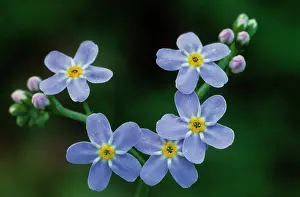 Myosotis: Water forget-me-not - flowers