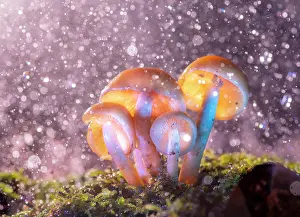 Unidentified: Water and fungus (unidentified), highlands of Chiapas