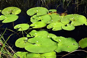 Snowflakes: Water gentian / water snowflake