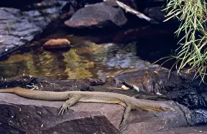 Kimberley: Water Goanna, Kimberley region, outback Australia