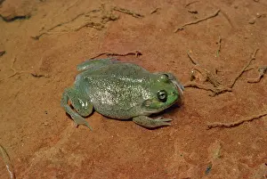 Alan Greensmith: Water-holding Frog