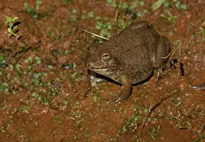 Water-holding Frog