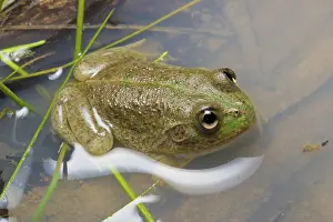 Hylid: Water-holding Frog
