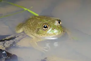 Hylid: Water-holding Frog