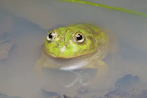 Hylid: Water-holding Frog