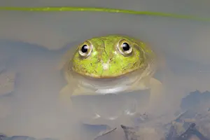 Hylid: Water-holding Frog