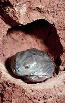 Platycephalus: Water-holding Frog - in burrow