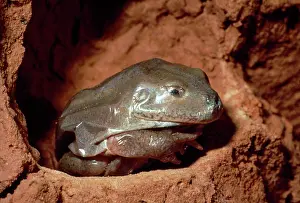 Platycephalus: Water-holding Frog - covered with dry skin in underground