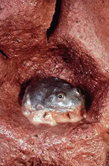 Platycephalus: Water-Holding Frog - in underground chamber - shedding