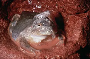 Burrow: Water-Holding Frog - in underground chamber - shedding