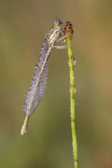 Eindhoven: Water Horsetail