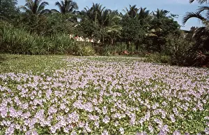 Waterway: WATER HYACINTH - choking waterway