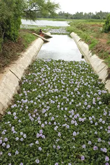 Hyacinths: Water Hyacinth: floating macrophyte clogs up water
