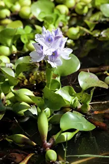 Invading: Water Hyacinth - flower - invading