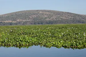 Invading: Water Hyacinth - invading