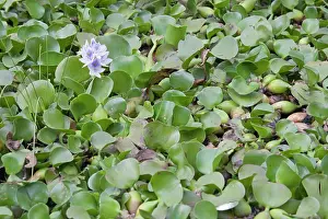 Hyacinths: Water Hyacinth Plants