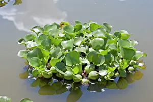 Hyacinths: Water Hyacinth Plants