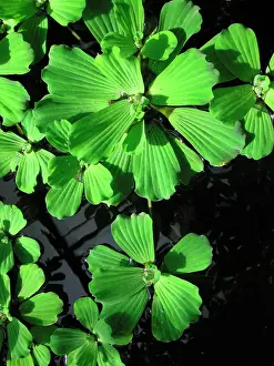 Lettuces: Water Lettuce