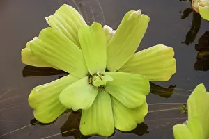 Lettuces: Water lettuce (or water cabbage)