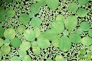 Lettuce: WATER LETTUCE - on surface of pond