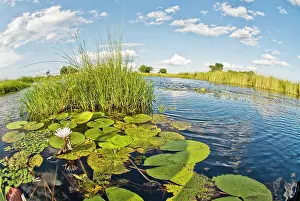 Deltas: Water lilies and reeds