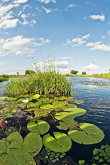 Deltas: Water lilies and reeds