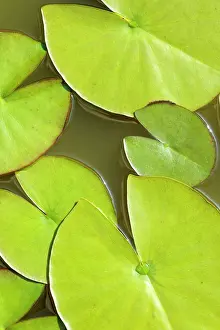 Waterlily: Water lilly, Nymphaea, Aerial view of green leaves on water